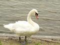 06 08 07 Miedwie_05